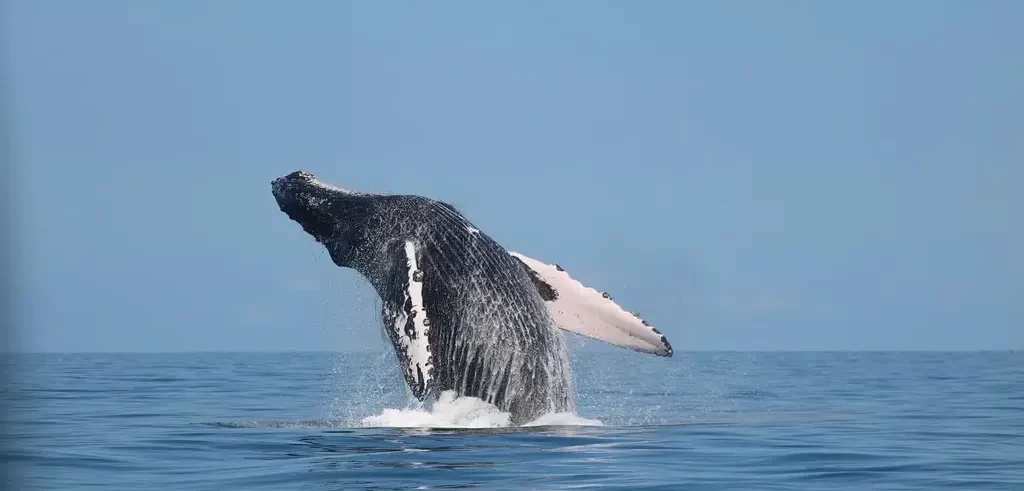 Whales in South Pacific Costa Rica