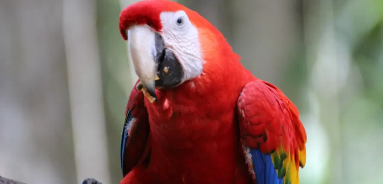 Scarlet Macaw