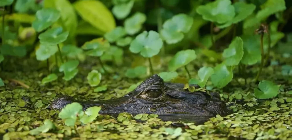 Cocodrilo Crcodile Costa Rica Tortuguero