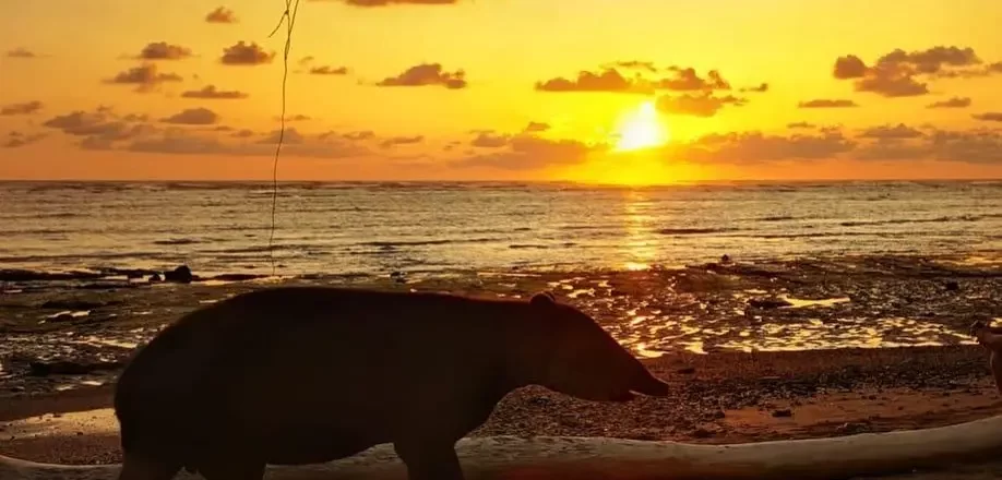 Tapirus on the beach Corcovado National Park Costa Rica