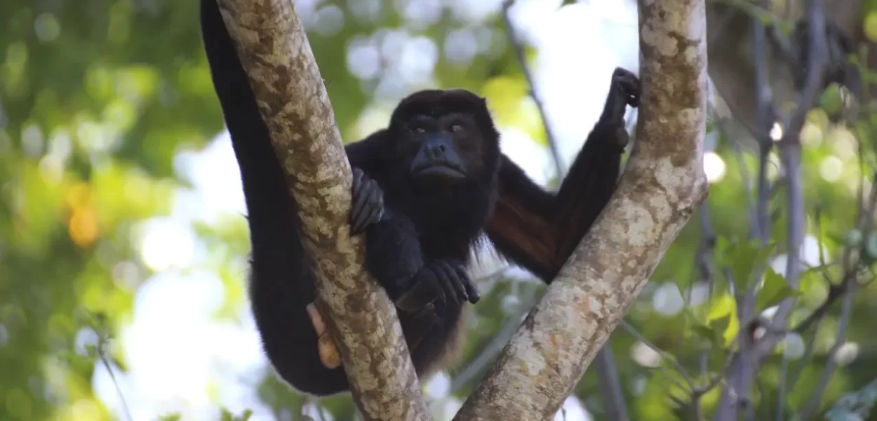 Howler Monkey Costa Rica Wildlife