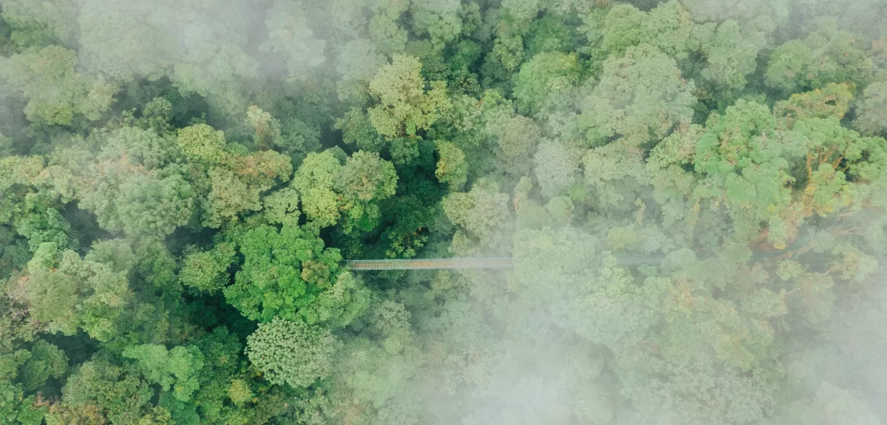 Monteverde Hanging Bridges Cloud Forest Costa Rica