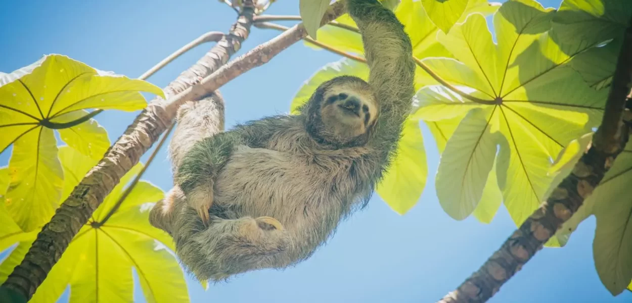 Sloth in Costa Rica Manuel Antonio