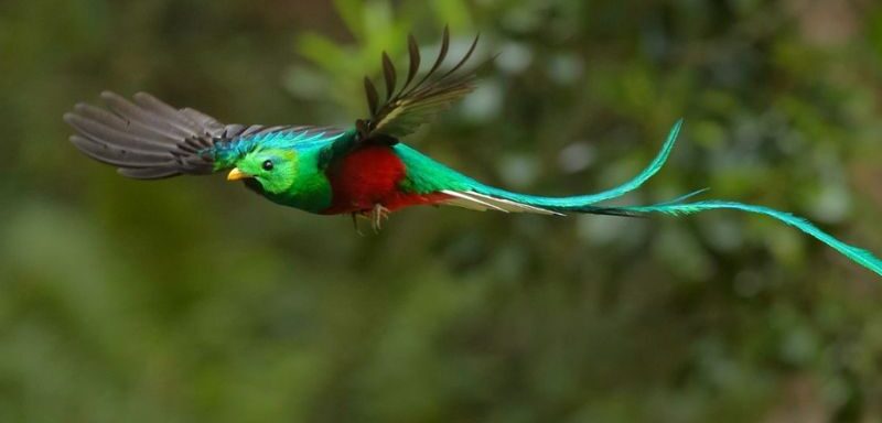 Quetzal Bird Costa Rica